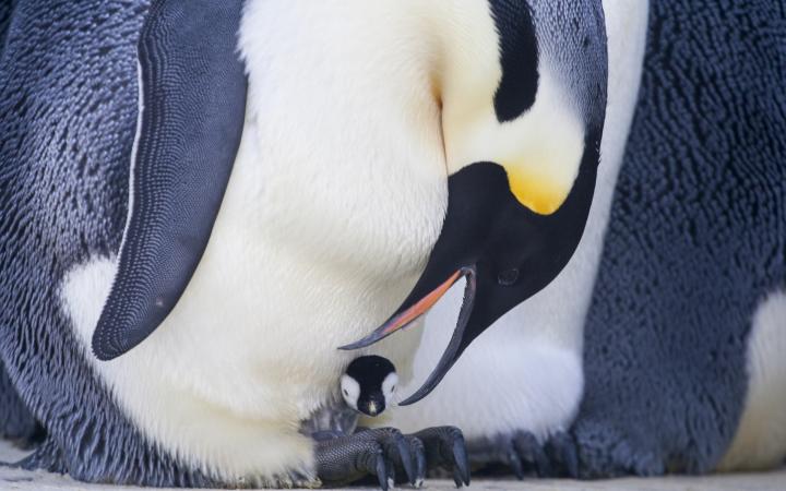 Un bébé manchot qui reste au chaud sur les pattes d'un adulte pour s'isoler du froid de la banquise pendant quelques semaines