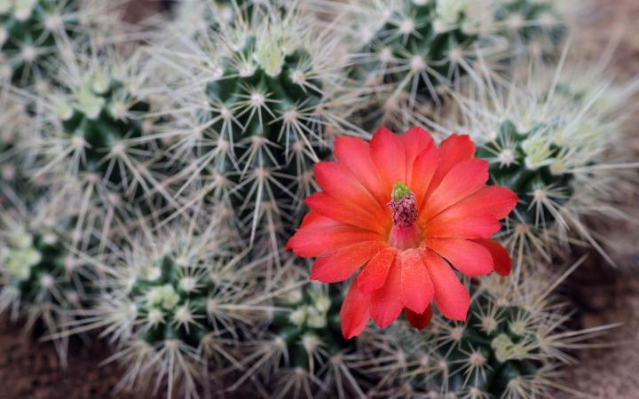 Cactus Echinocereus en fleur