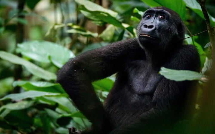 Gorille des plaines occidentales (Gorillla gorilla gorilla), RDC