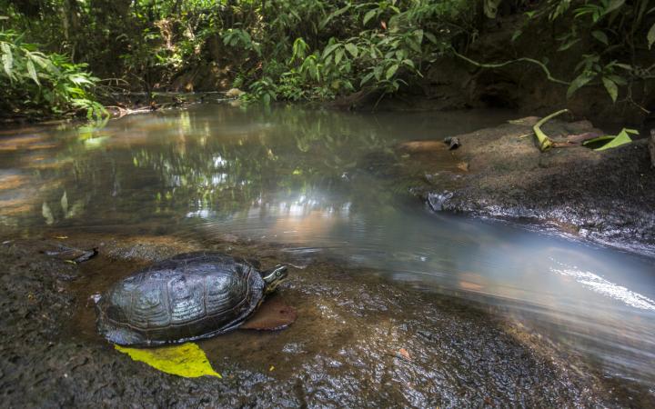 Rhinoclemmyde de Colombie (Rhinoclemmys melanosterna) sur la berge, Chocó colombiano, Equateur