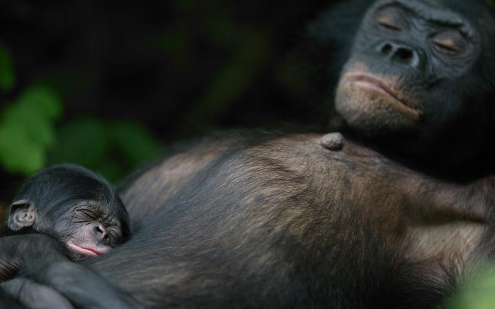 Femelle bonobo et nouveau-né de 5 jours Orphelins bonobos Sanctuaire des bonobos  République Démocratique du Congo