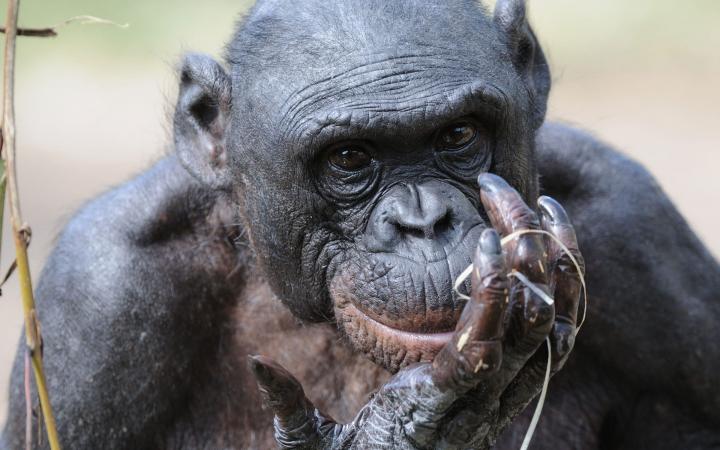Portrait d'un bonobo (Pan paniscus) Congo