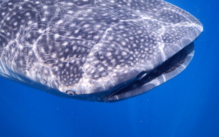 Requin baleine (Rhincodon typus) nageant près de la péninsule du Yucatán