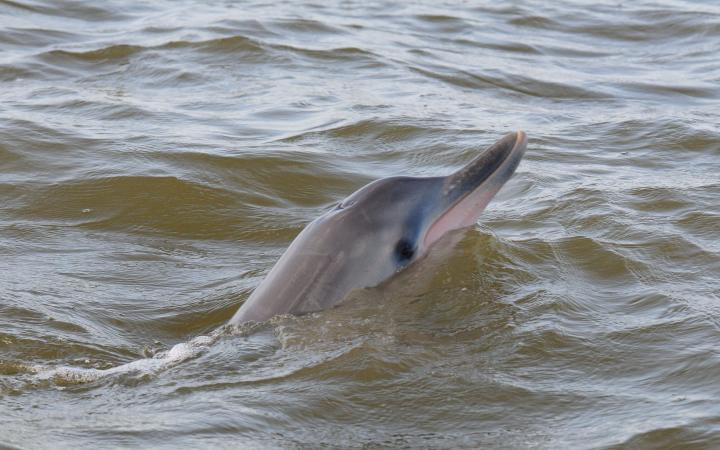 Dauphin de Guyane (Sotalia guianensis) observé par l'équipe du WWF Guyane (Guyane Française)