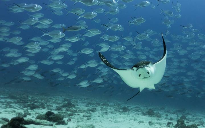 Raie léopard (Aetobatus narinari), Îles Galápagos (Equateur)