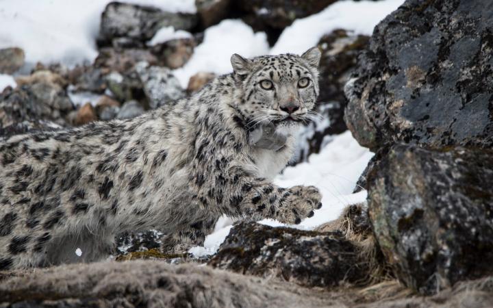 Yalung, 4ème panthère des neiges a s'être fait posé un collier satellite, Kangchenjunga Conservation Area on 8 May 2017 (Népal)