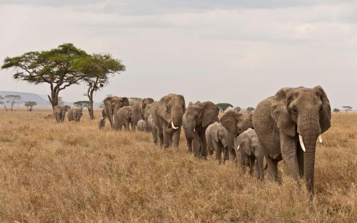 Eléphants qui se suivent dans la savane d'Afrique