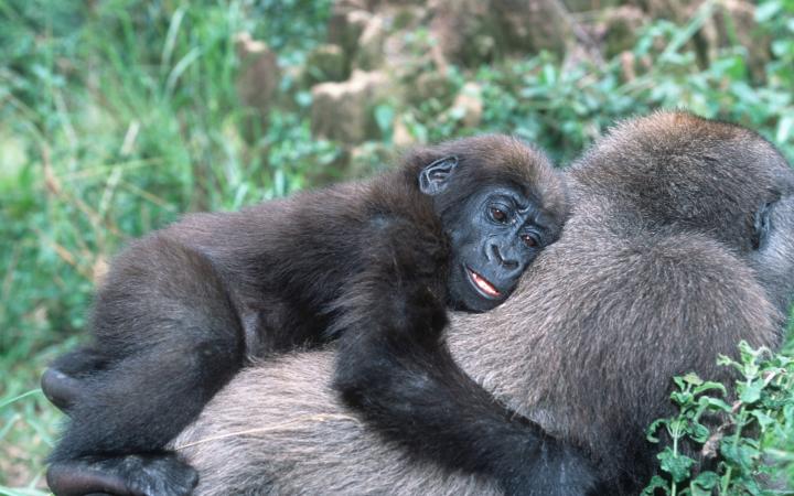 Jeune gorille des plaines occidentales (Gorilla gorilla gorilla) sur le dos de sa mère en Ouganda 