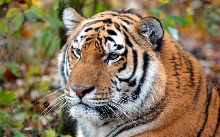 Portrait d'un tigre de Sibérie (Panthera tigris altaica)