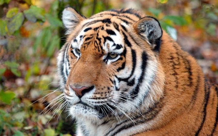 Portrait d'un tigre de Sibérie (Panthera tigris altaica)