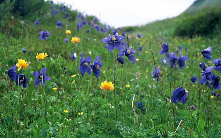 trolles d'Asie (Trollius asiaticus) en bleu, et Columbine d'Asie en jaune (Kazakhstan) 