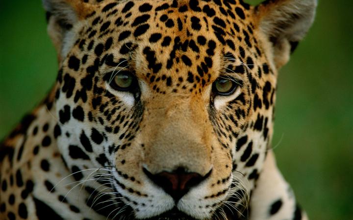 jaguar dans la région du Pantanal au Brésil