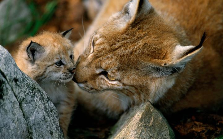 Jeune lynx boréal (Lynx Lynx) et sa mère en Norvège