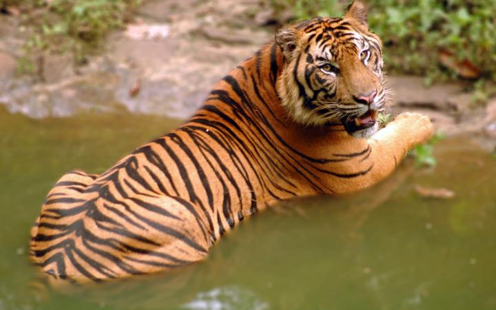 image des tigres
