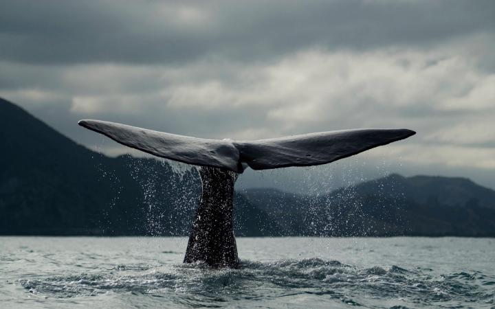 Baleine bleue (Balaenoptera musculus) en plongée au large de la Nouvelle-Zélande