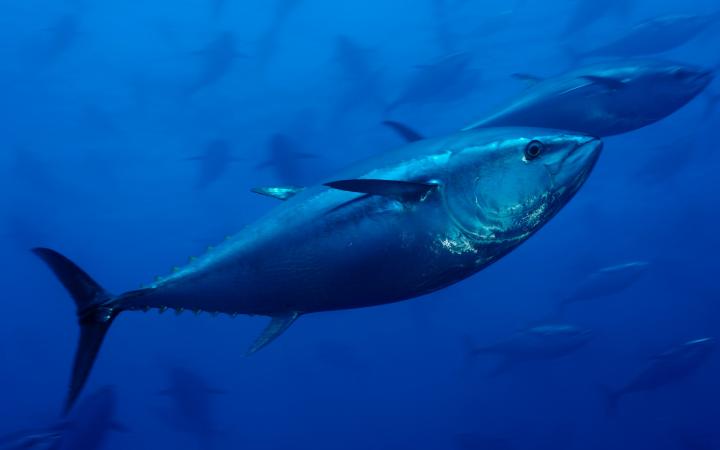 Thon rouge de l'Atlantique (Thunnus thynnus) au large de Malte