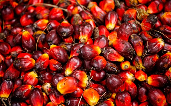 Fruits de palmiers à huile à Sumatra (Indonésie)
