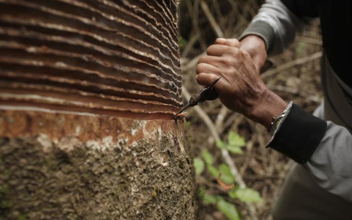 Exploitation du caoutchouc sur un hévéa (Pérou)