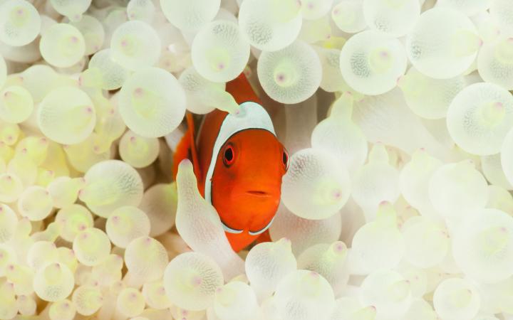 Poisson clown (Premnas biaculeatus) dans une anémone blanchie  Kimbe Bay, New Britain de l'Ouest, Papouasie-Nouvelle-Guinée