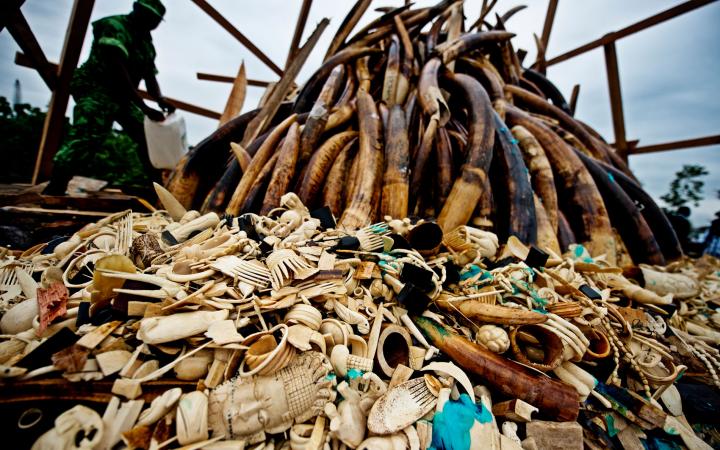 Feu du stock de défenses d'éléphants et d'ivoire braconnée illégalement, Libreville, Gabon,