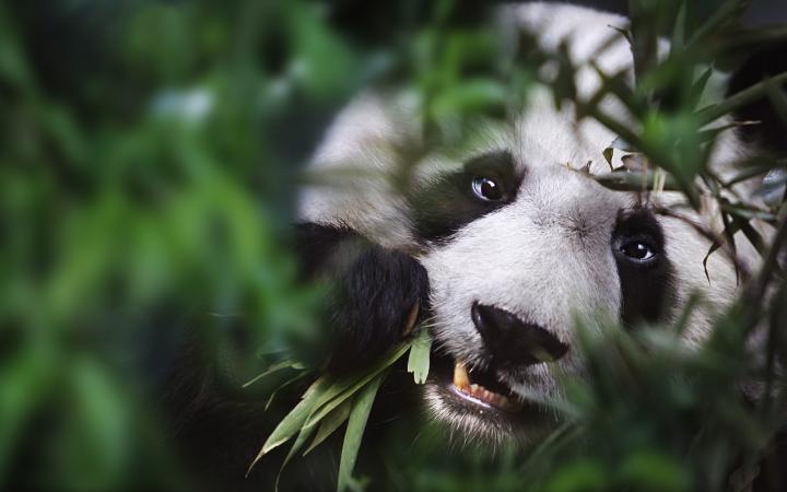 Panda géant en train de manger du bambou, Sichuan, Chine