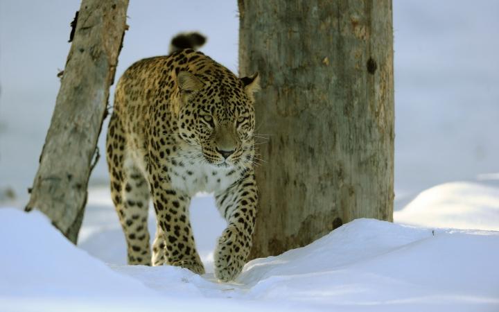 Panthère de Perse (Panthera pardus saxicolor) dans la neige 