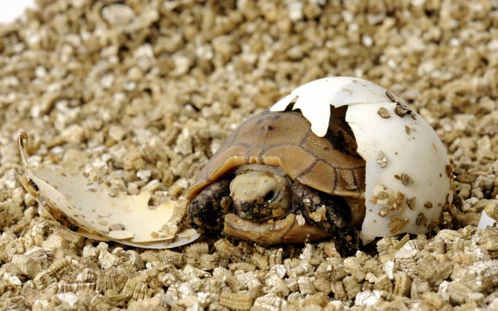 Naissance d'une Tortue à tête jaune (Indotestudo elongata) en Asie 