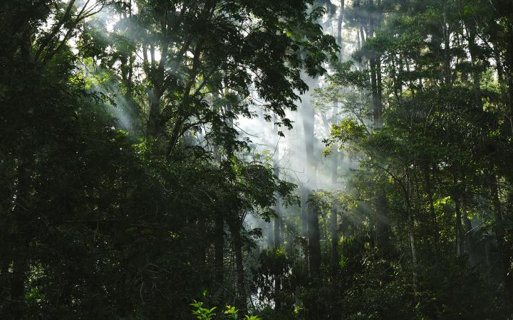 Forêt malgache, Parc amazonien de Guyane