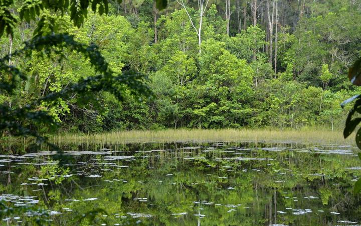 Etang dans la forêt des malgaches (Guyane Française)