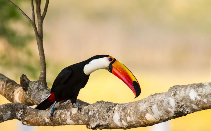 Toucan toco sur une branche - Pantanal Brésil