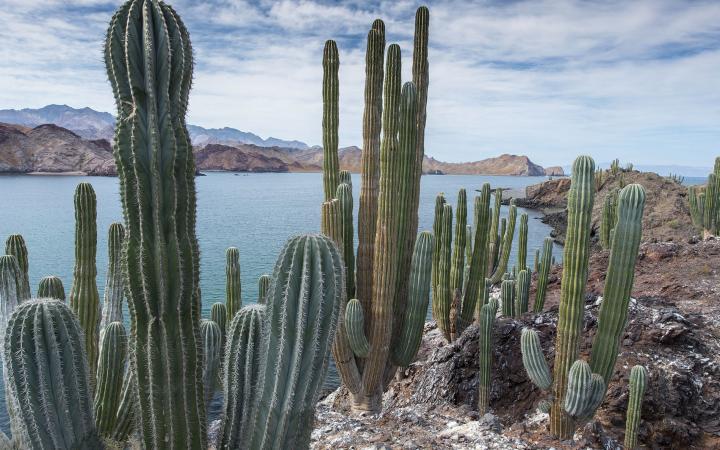Cactus cardère - Isla Angel de la Guarda Golfe de Californie