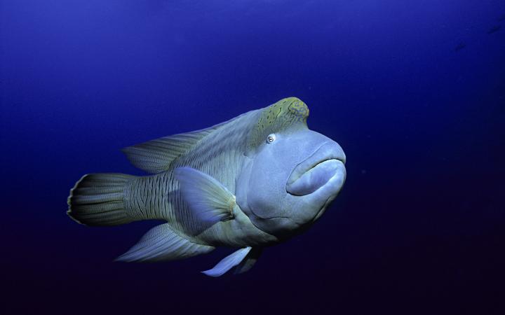  Poisson Napoléon nageant en pleine mer d'Egypte