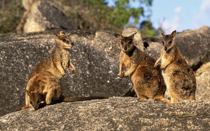 Famille de wallabies des rochers