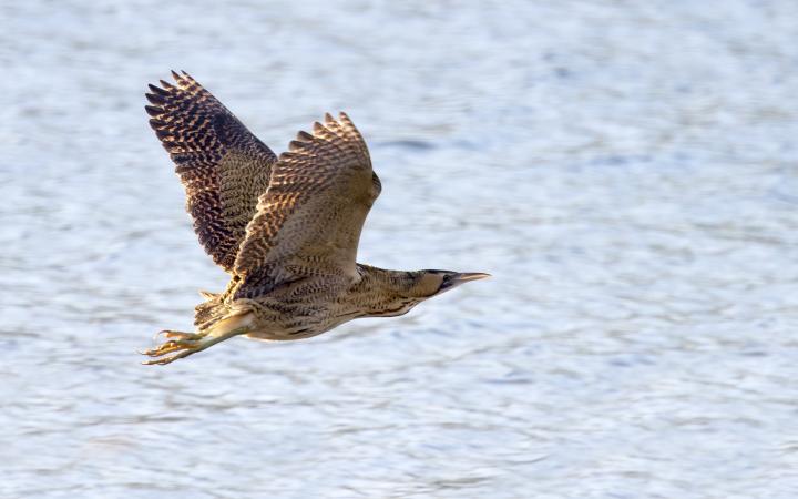 Butor étoilé (Botaurus stellaris) en vol au dessus d'un marais