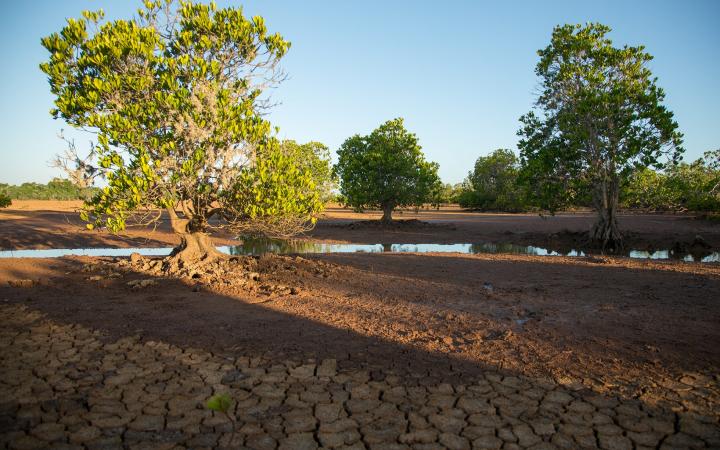 Site de restauration Benjavilo de la mangrove de Madagascar