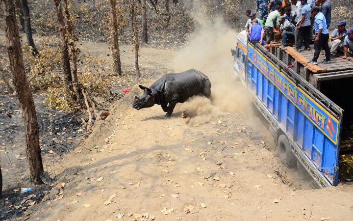 Rhinocéros noir transloqué au Népal sortant du camion, Népal