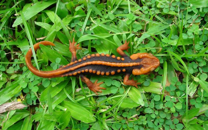 Tylototriton anguliceps, nouvelle espèce découverte à Belize