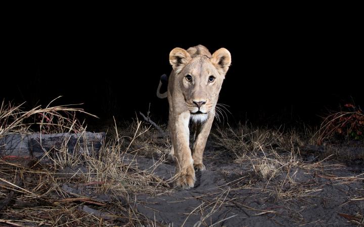 Camera gtrap, Région de Zambezi