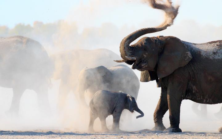 Éléphants prenant un bain de poussière, Parc national d'Etosha