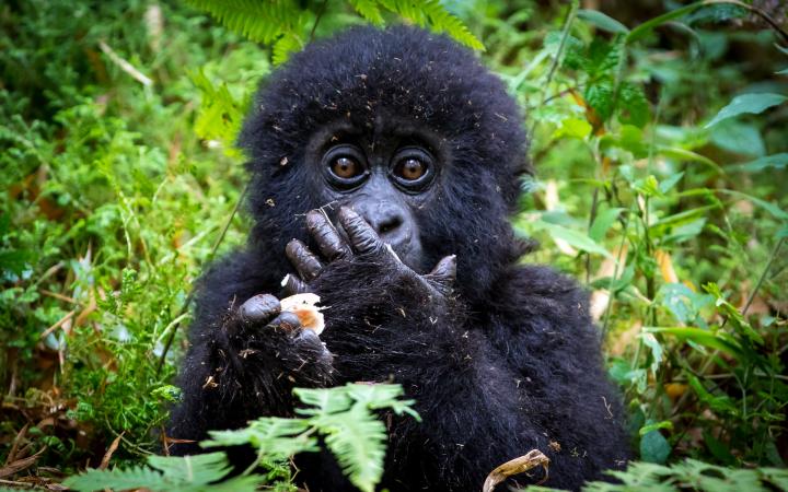 Bébé gorille des montagnes (Gorilla beringei beringei) se nourissant