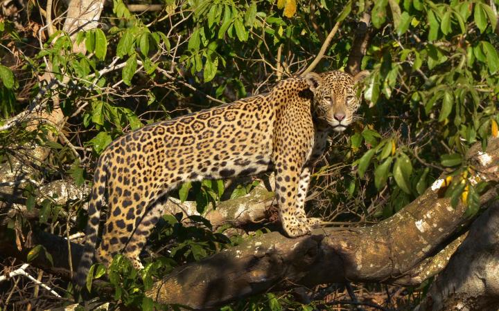 Jaguar perché dans un arbre au Brésil