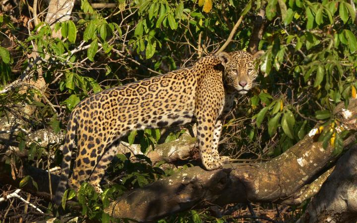 Jaguar perché dans un arbre au Brésil