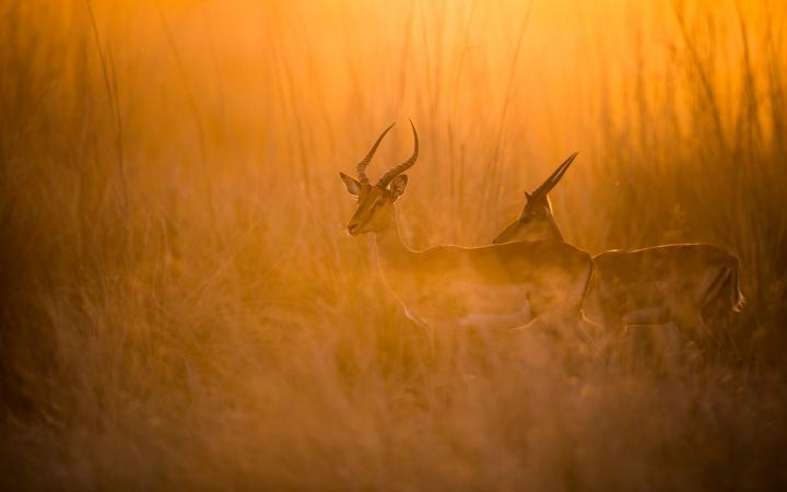 Parc national de Mudumu, dans le cadre du projet KAZA