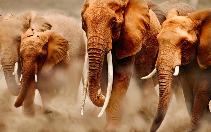 Groupe d'éléphants d'Afrique, Kenya