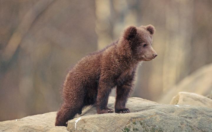 Jeune ourson (Ursus arctos) 