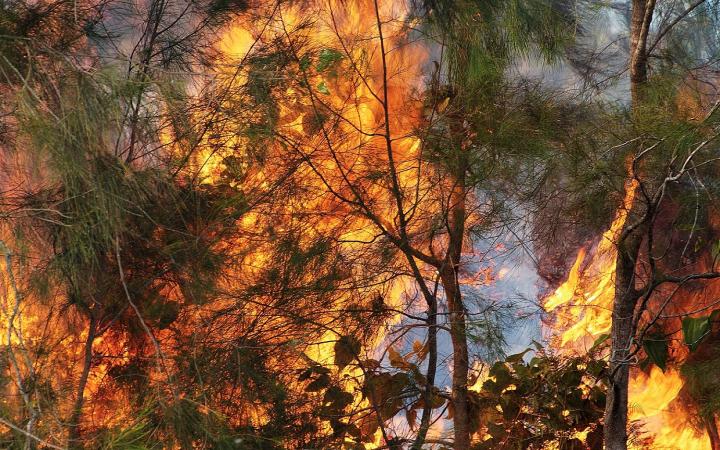Feu de forêt à Ponerihouen (Nouvelle Calédonie)