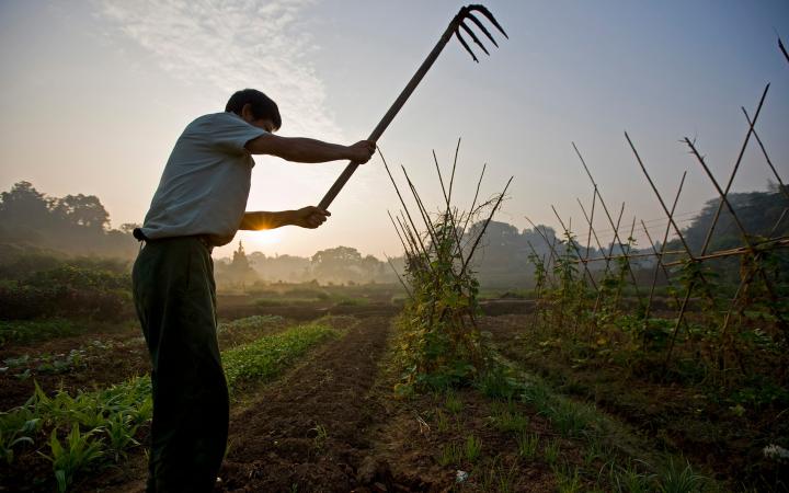 agricultueur cultivant des produits bios dans son champ (Chine)