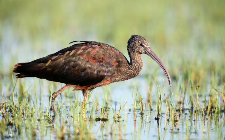 Ibis falcinelle dans le parc naturel de Donana en Espagne