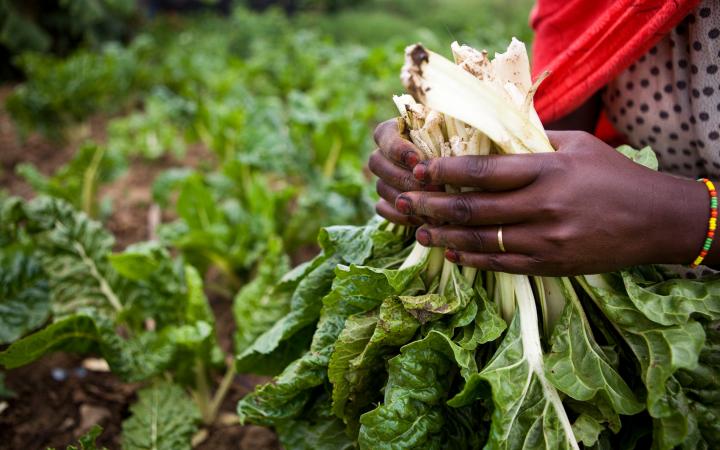Femme récoltant ses légumes, qui ont poussé grâce à un système d'irrigation goutte à goutte, dans le cadre du programme du WWF Chemi Chemi Dry Land Women's Farming (Kenya)