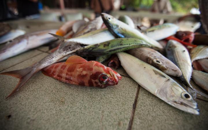 Poissons pêchés, Tun Mustapha Park (Malaisie)